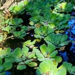 Pistia stratiotes Ліст