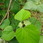 Gmelina arborea Leaf