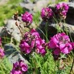 Pedicularis cenisia Flower