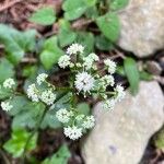 Sanicula europaea Bloem