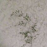 Eragrostis barrelieri Virág