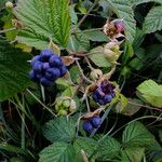 Rubus caesius Gyümölcs