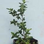 Serissa japonica Hoja