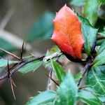 Berberis gagnepainii Blad