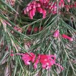 Grevillea rosmarinifolia Λουλούδι