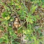 Medicago rugosa Blad