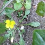 Diplotaxis muralis Leaf