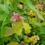 Lamium purpureumFlor