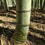 Phyllostachys edulis Rinde