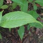 Strobilanthes attenuata Leaf