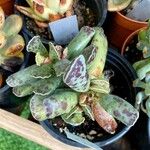 Adromischus cooperi Folha