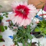 Dianthus chinensisFlor