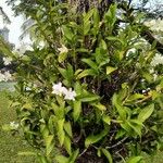 Dendrobium crumenatum Кветка