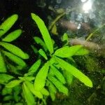 Hygrophila polysperma Levél