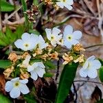 Androsace obtusifolia Fula