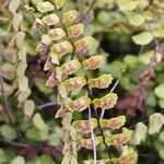 Asplenium trichomanes ഫലം