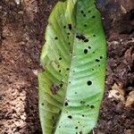 Pycnanthus angolensis Leaf