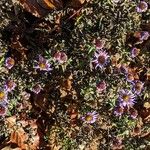 Symphyotrichum novi-belgii Hábito