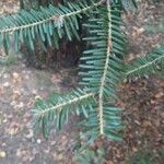 Abies albaपत्ता