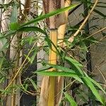 Bambusa eutuldoides Plante entière