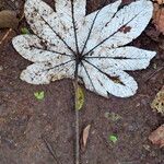 Cecropia schreberiana Hoja