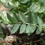 Oxytropis campestris Blad