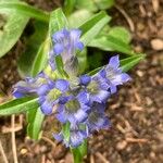 Gentiana cruciata പുഷ്പം