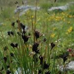 Juncus arcticus 整株植物