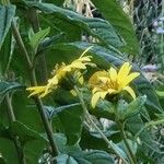 Helianthus divaricatus Цветок