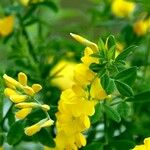 Genista pilosa पत्ता