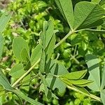 Baptisia australis Blad