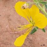 Cleome foliosa Flower