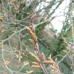 Myrica gale Fruit