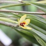 Octomeria grandiflora Flower