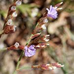 Limonium legrandii Other