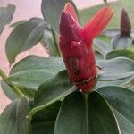 Costus spiralis Blüte