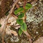 Microgramma vacciniifolia Ліст