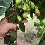 Syzygium cumini Fruit