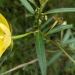 Ludwigia alternifolia Leaf