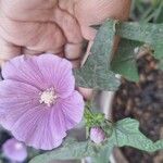 Anoda cristata Flower