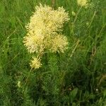 Thalictrum lucidum Кветка