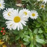 Nipponanthemum nipponicum Çiçek