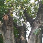 Ficus lacor Habit