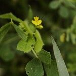 Medicago truncatula Flower