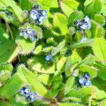 Myosotis ramosissima Fleur