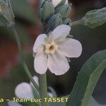 Omphalodes linifolia Fleur