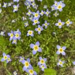 Houstonia serpyllifolia Flower