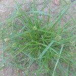 Cyperus brevifolius Лист