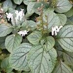 Plectranthus fruticosus Blatt