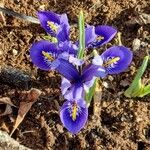 Iris reticulata Flower